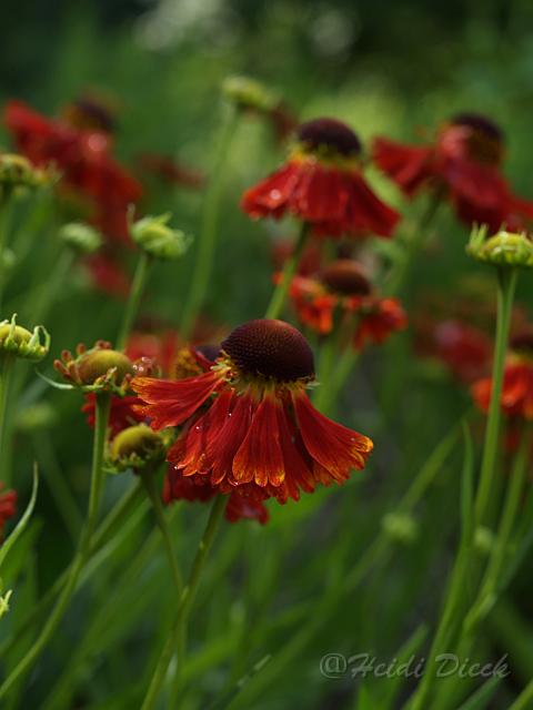 Helenium Moeheim Beauty3.JPG
